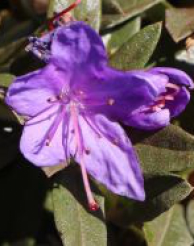 Japanische Azalee Violetta