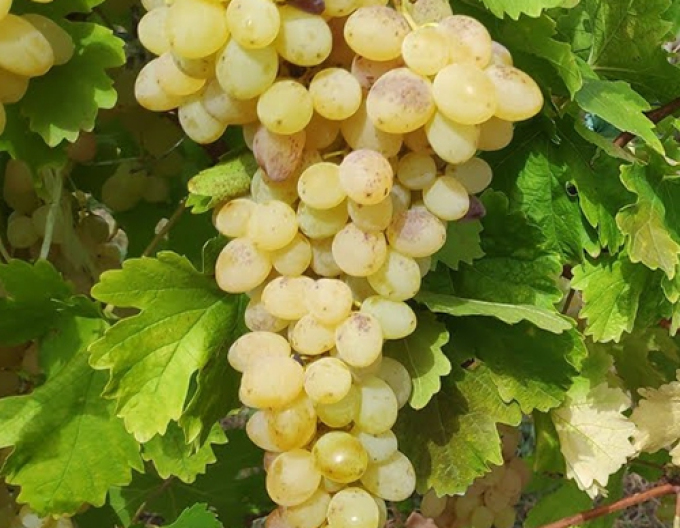Tafelrebe Seedless