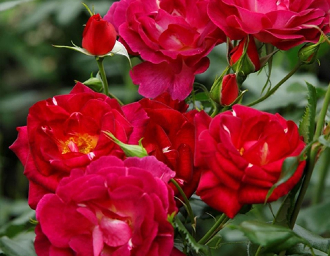 Rose Ile de Fleurs