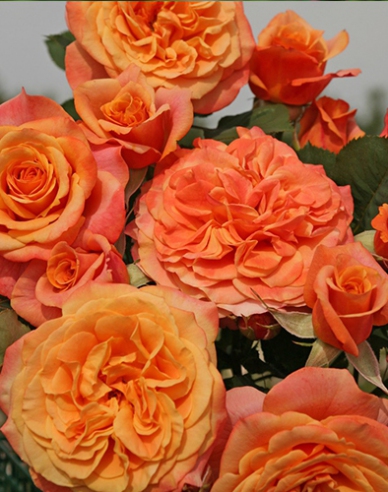 Rose La Villa Cotta