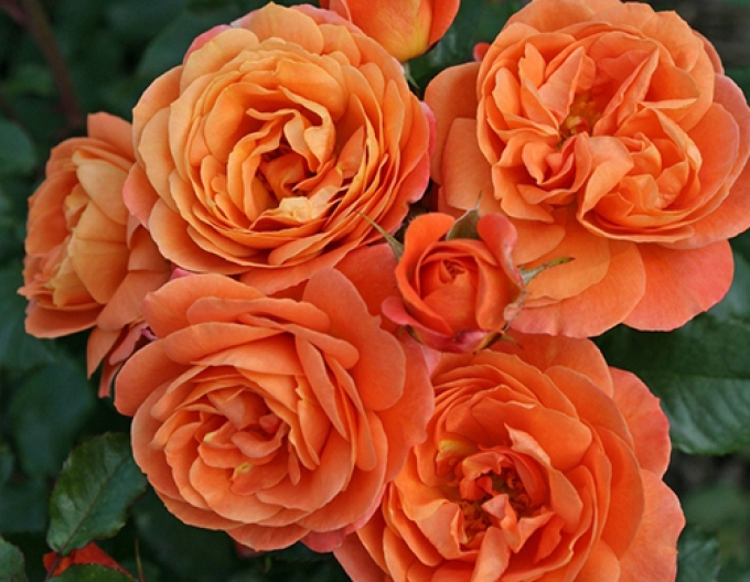 Rose Phoenix
