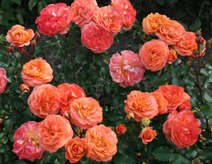 Rose Phoenix