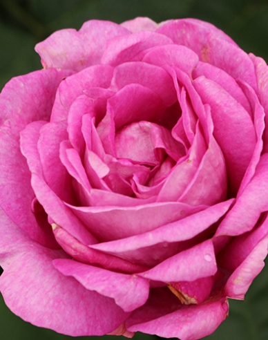 Rose Carmen Würth