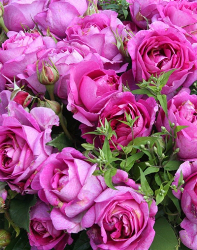 Rose Carmen Würth