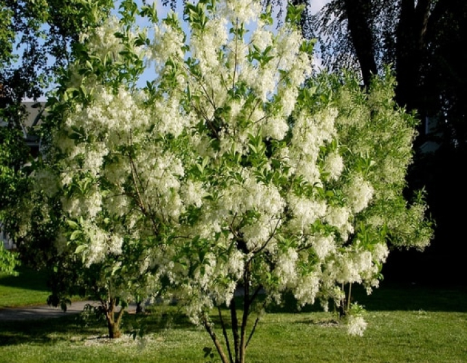 Kalycanthus virginicus