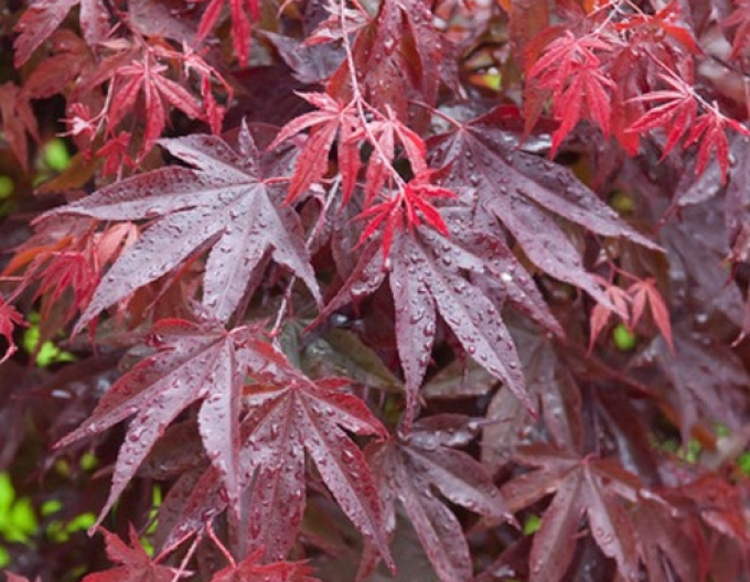 Ahorn-Palmblatt Atropurpurea