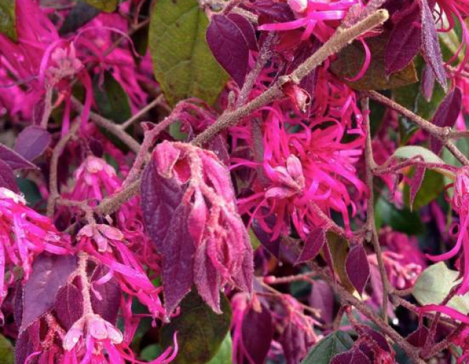 Loropetalum Ming Dynastie
