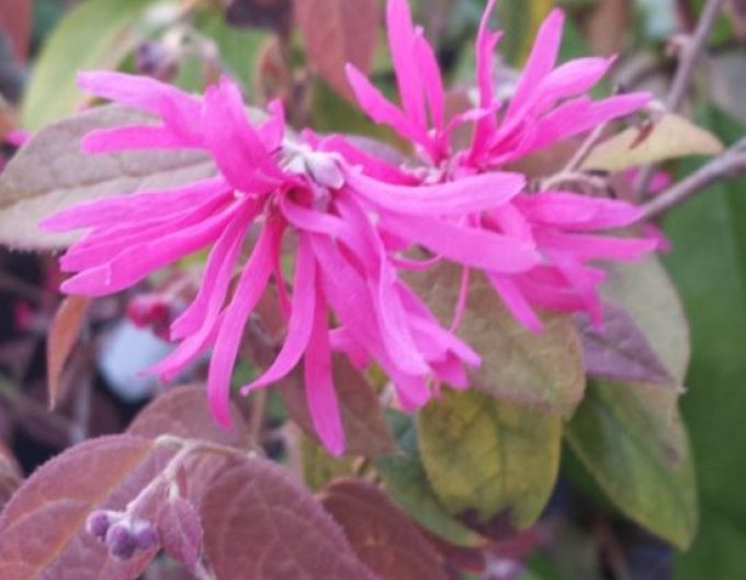 Loropetalum Ming Dynastie