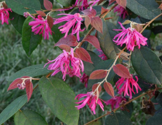 Loropetalum Ming Dynastie