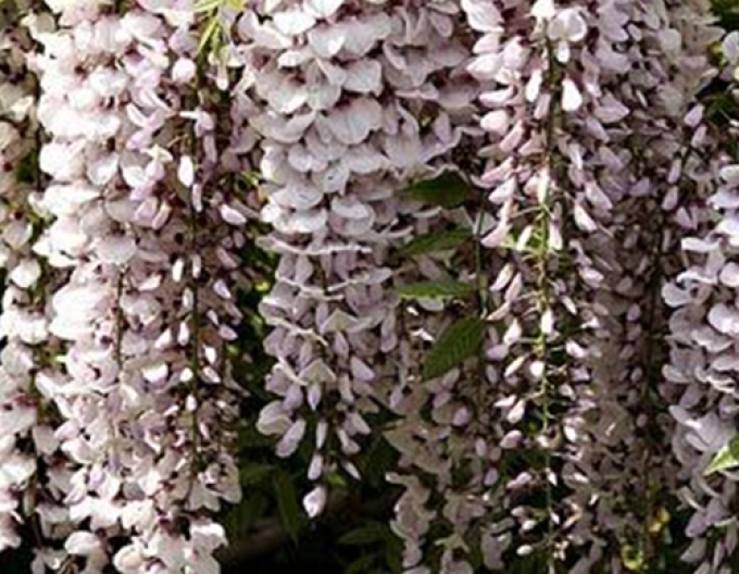 Wisteria blühend Weiß mit blauem Auge