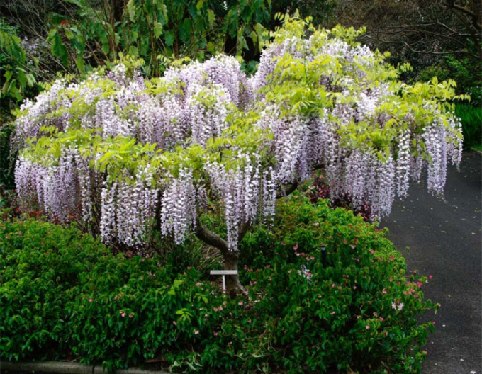 Wisteria blühend Weiß mit blauem Auge