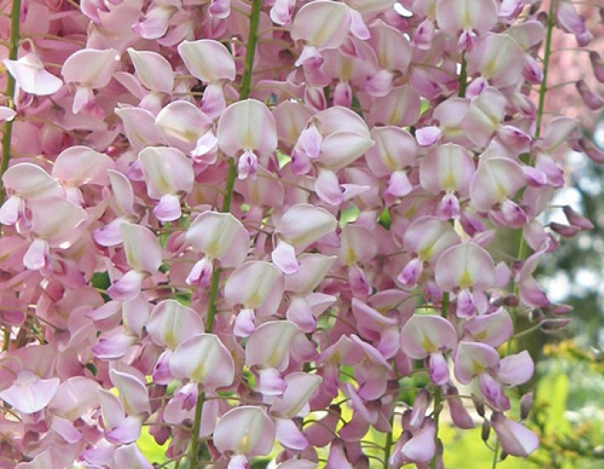 Wisteria blühend Rosea
