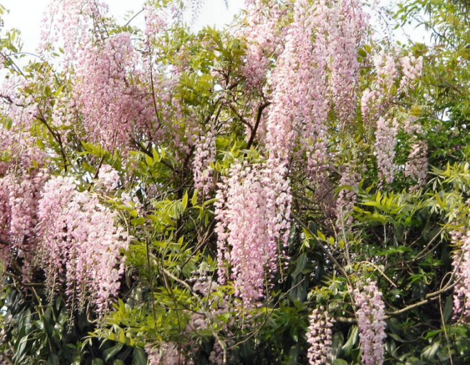 Wisteria blühend Rosea