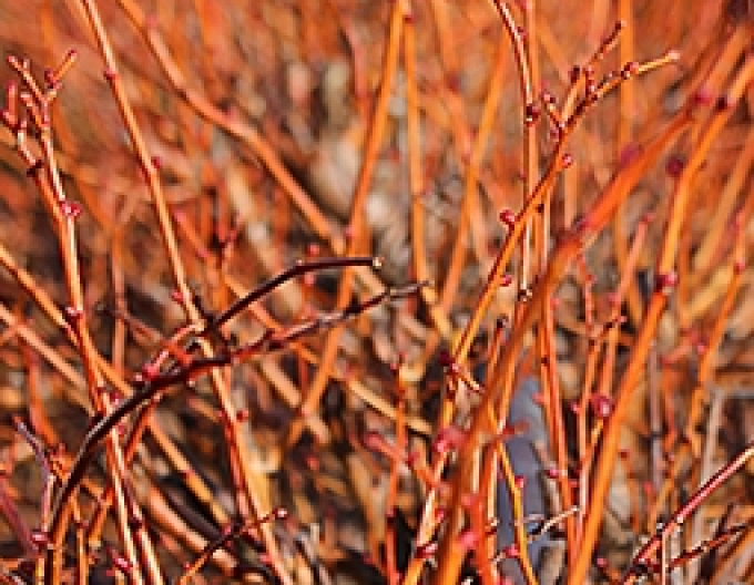 Linde Winter Orange