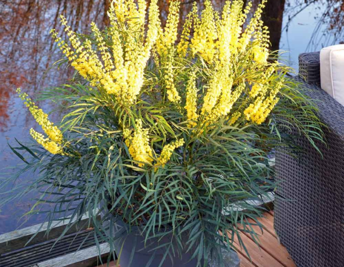 Mahonia dünnblättrig Soft Caress