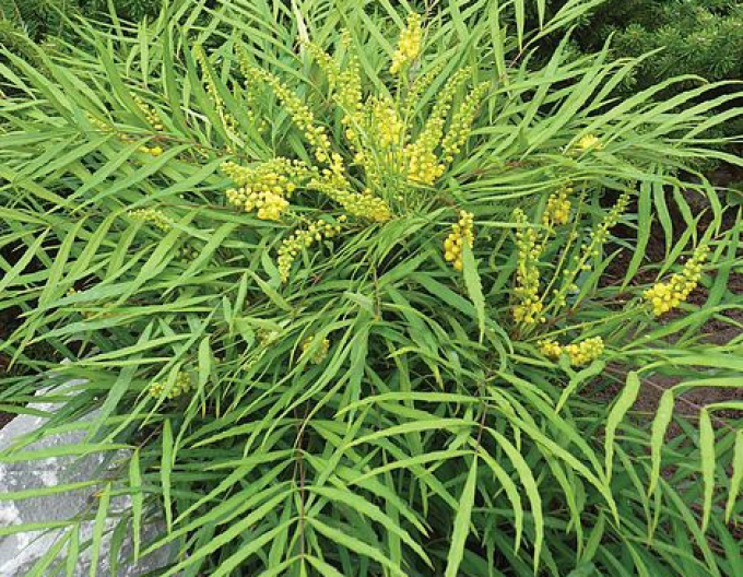 Mahonia dünnblättrig Soft Caress
