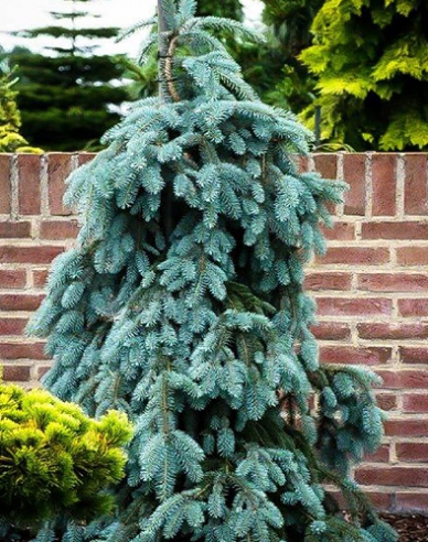 Weißfichte The Blues