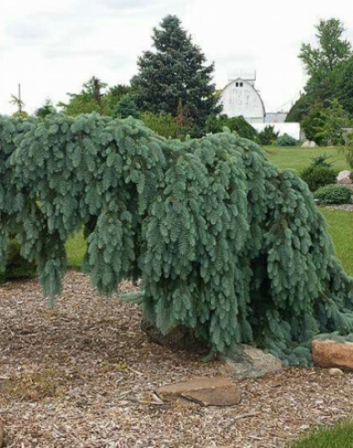 Weißfichte The Blues