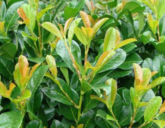 Lorbeer Etna