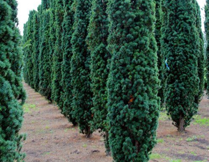 Säuleneibe Fastigiata Robusta