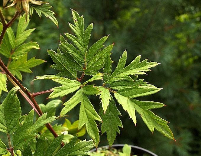 Brombeere Dornenlos Immergrün