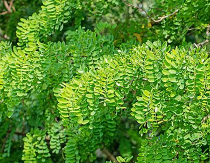 Kugelakazie Umbraculifera