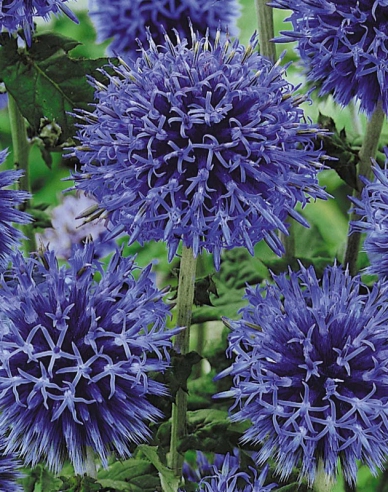 Banater Kugeldistel ´Blue Glow´
