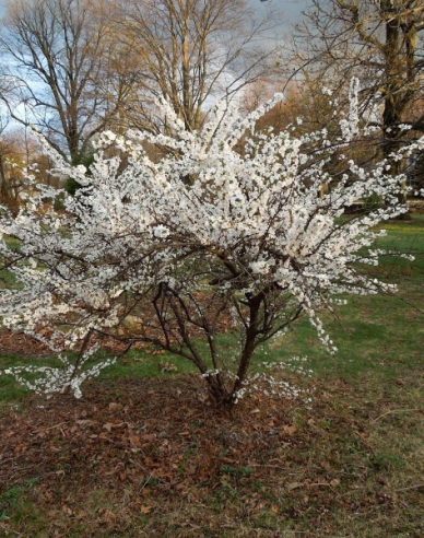 Fleischige Kirsche 5l