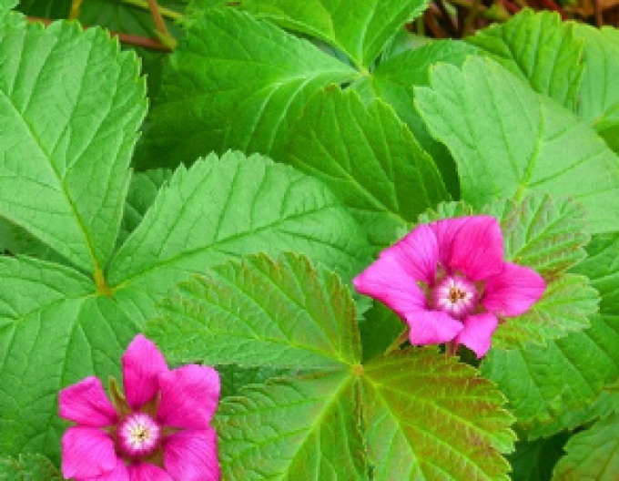 Arktische Brombeere Beata