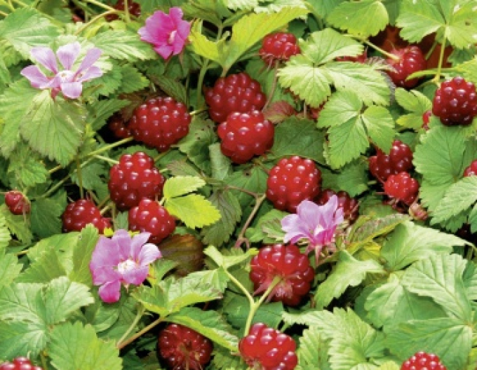 Arktische Brombeere Beata