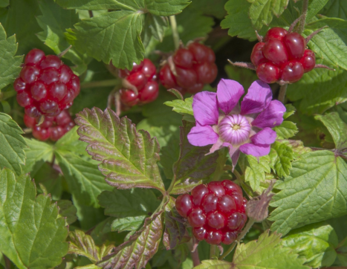 Arktische Brombeere Mespi