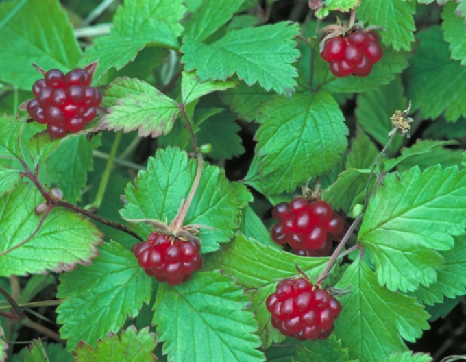 Arktische Brombeere Mespi