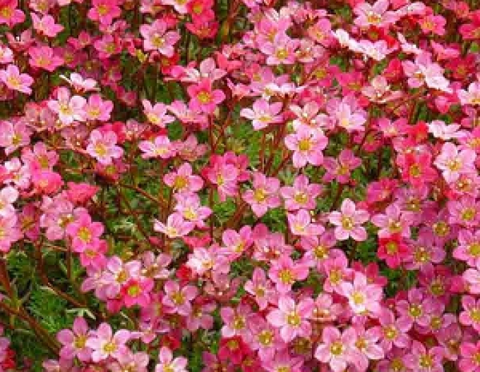 Lomicamnus Rosenschatten