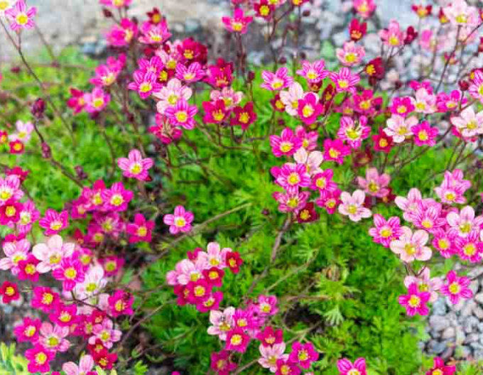 Lomicamnus Rosenschatten