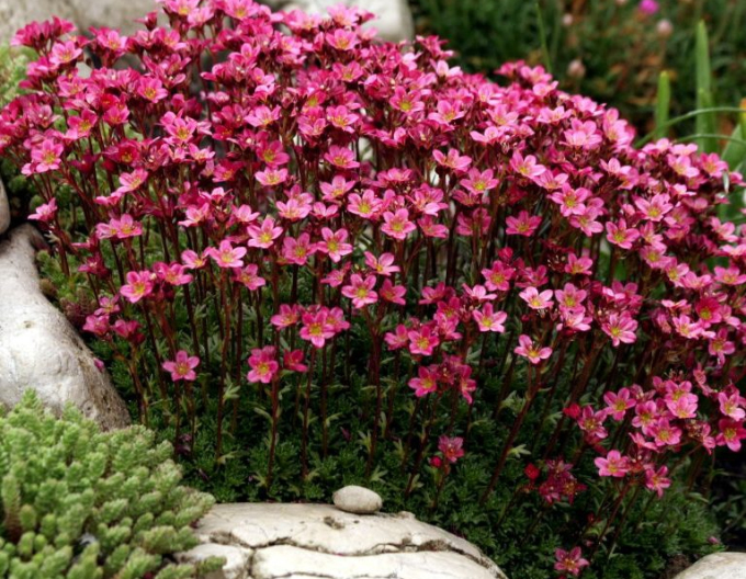 Lomicamnus Highlander Red
