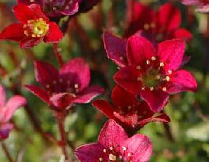Lomicamnus Highlander Red