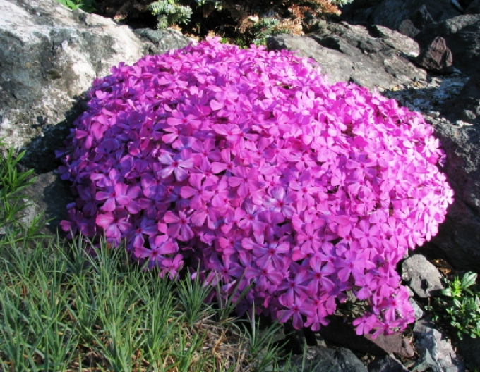 Flammenblume Mc Daniels Cushion
