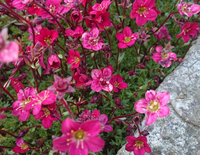 Lomicamnus Sachsenrot