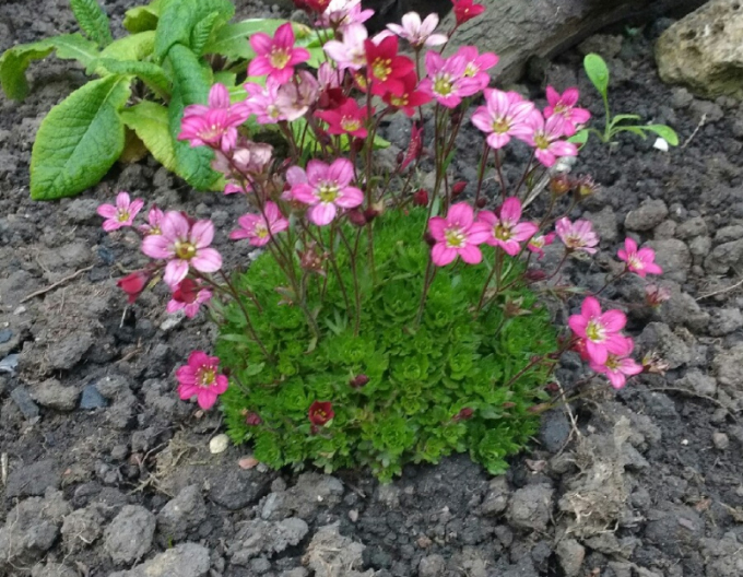 Lomicamnus Sachsenrot