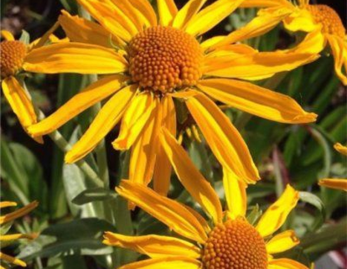 Helenium hoopesii