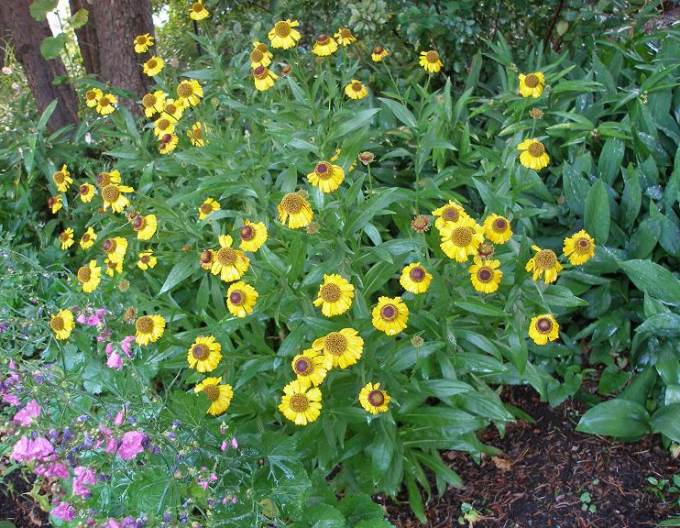 Helenium hoopesii