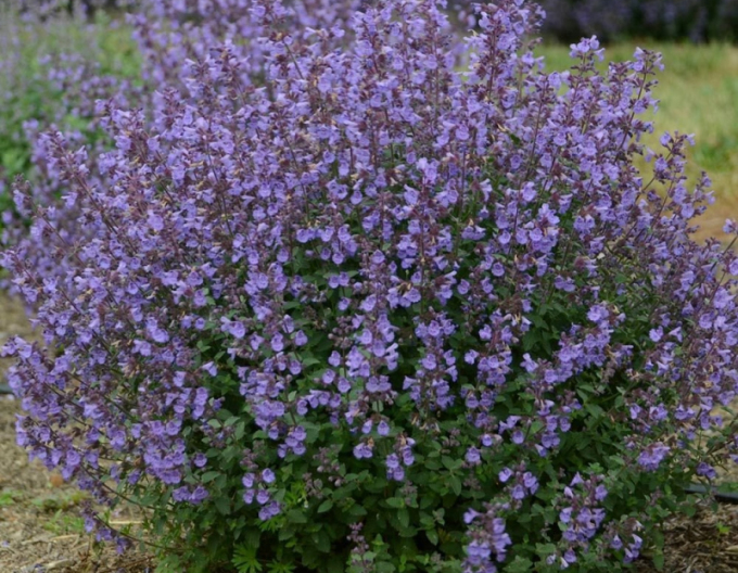 Garten Katze