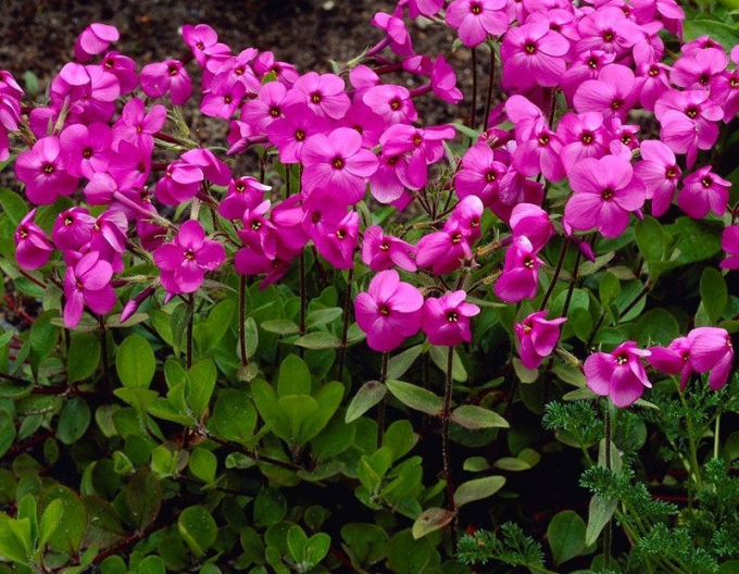 Flox stolonifera Home Fires 1L