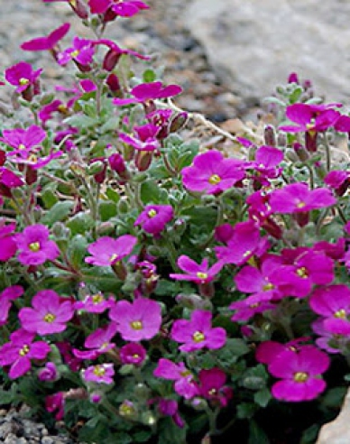 Aubrieta  Audrey Red