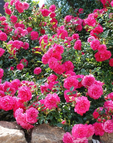 Rose Knirps