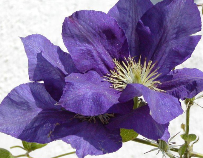 Clematis Der Präsident
