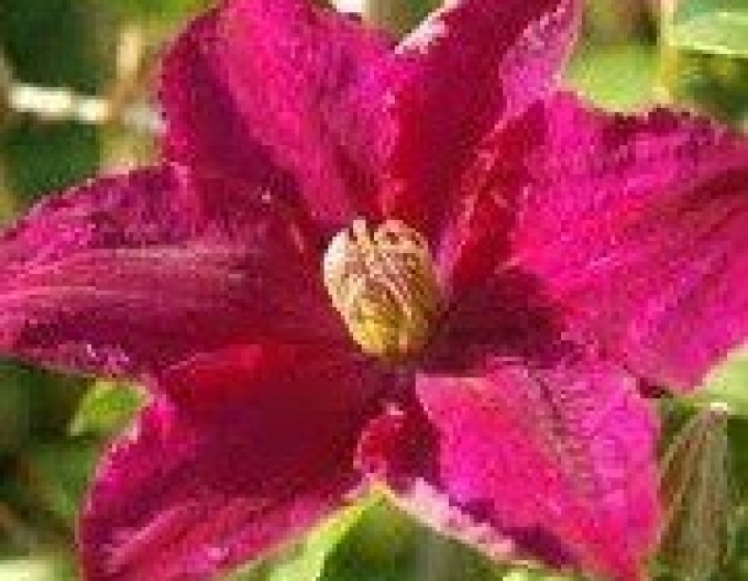Clematis Syrena
