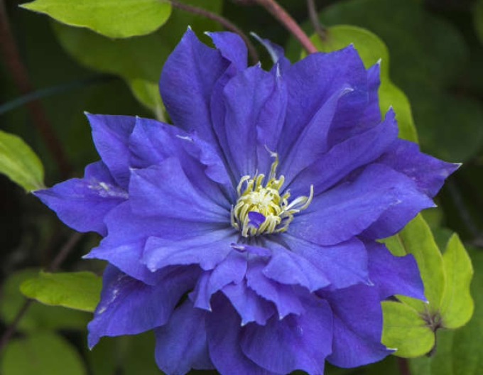 Clematis Kopernikus