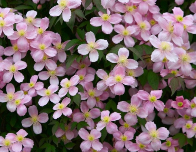 Clematis Rubens