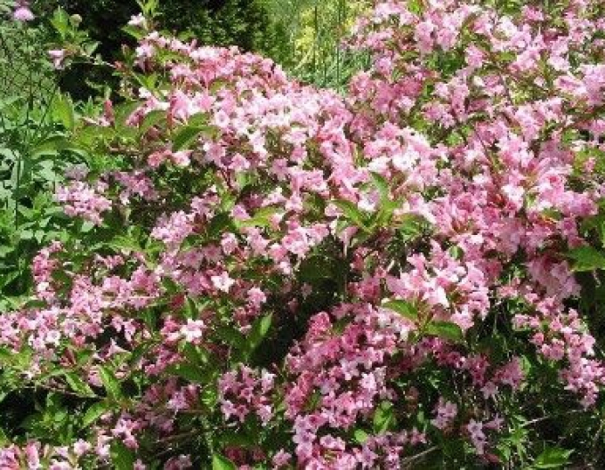 Weigelie Pink Princess